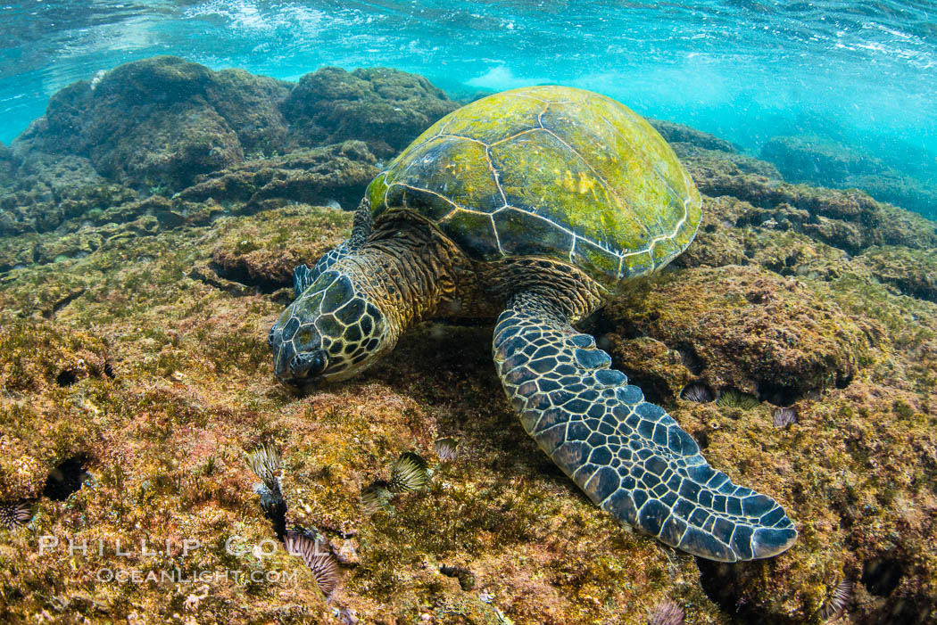 Green sea turtle foraging for algae on coral reef, Chelonia mydas, West Maui, Hawaii. USA, Chelonia mydas, natural history stock photograph, photo id 34506