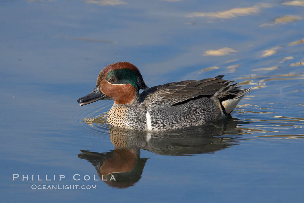 Green-winged teal, male. Upper Newport Bay Ecological Reserve, Newport Beach, California, USA, Anas crecca, natural history stock photograph, photo id 15704
