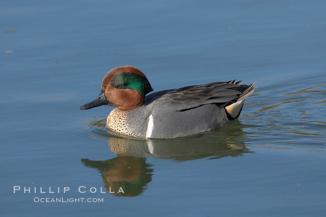 Green-winged teal, male. Upper Newport Bay Ecological Reserve, Newport Beach, California, USA, Anas crecca, natural history stock photograph, photo id 15703