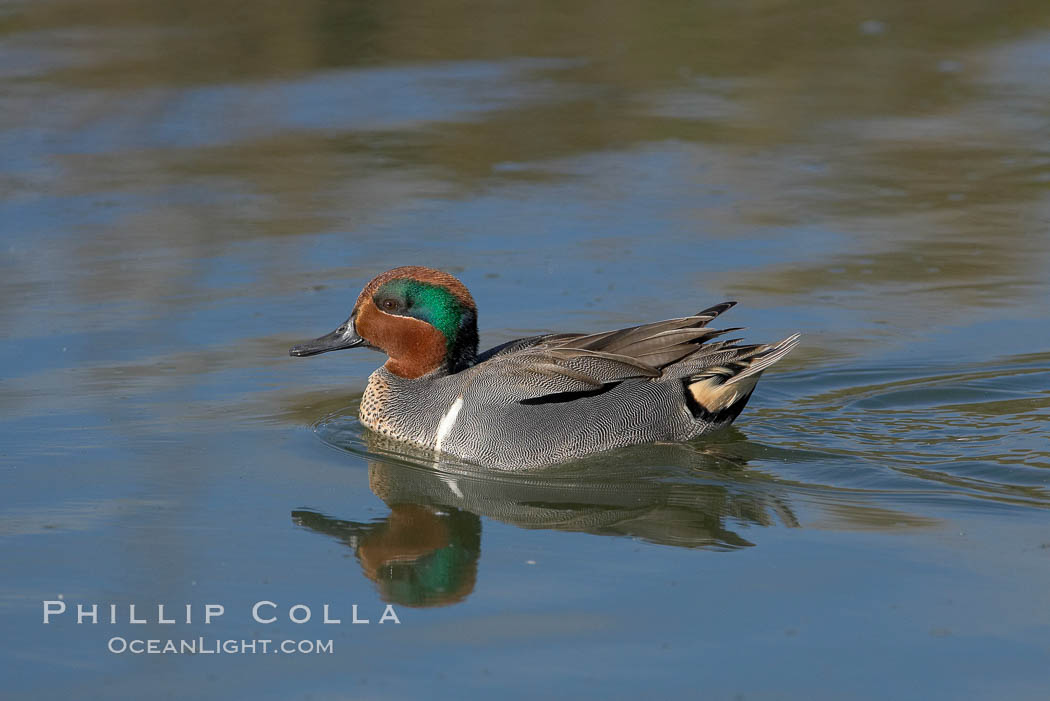 Green-winged teal, male. Upper Newport Bay Ecological Reserve, Newport Beach, California, USA, Anas crecca, natural history stock photograph, photo id 15707
