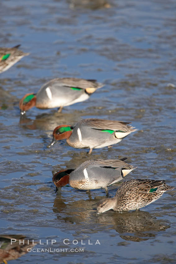 Green-winged teals, female (foreground) and males, forage in mud flats. Upper Newport Bay Ecological Reserve, Newport Beach, California, USA, Anas crecca, natural history stock photograph, photo id 15705