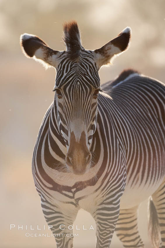 Grevys zebra., Equus grevyi, natural history stock photograph, photo id 17962