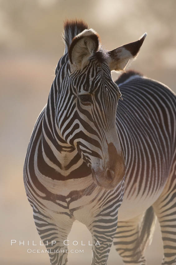 Grevys zebra., Equus grevyi, natural history stock photograph, photo id 17964