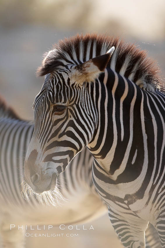 Grevys zebra., Equus grevyi, natural history stock photograph, photo id 17963