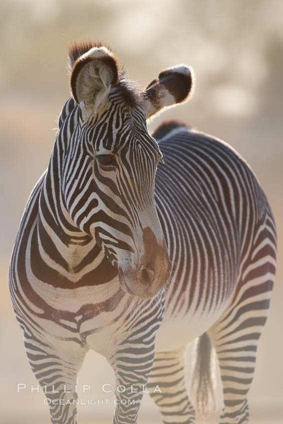 Grevys zebra., Equus grevyi, natural history stock photograph, photo id 17961