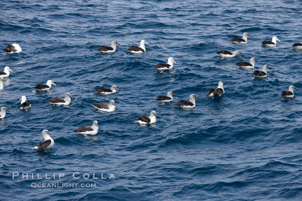 Gray-headed albatross, floating on the ocean. South Georgia Island, Thalassarche chrysostoma, natural history stock photograph, photo id 24362