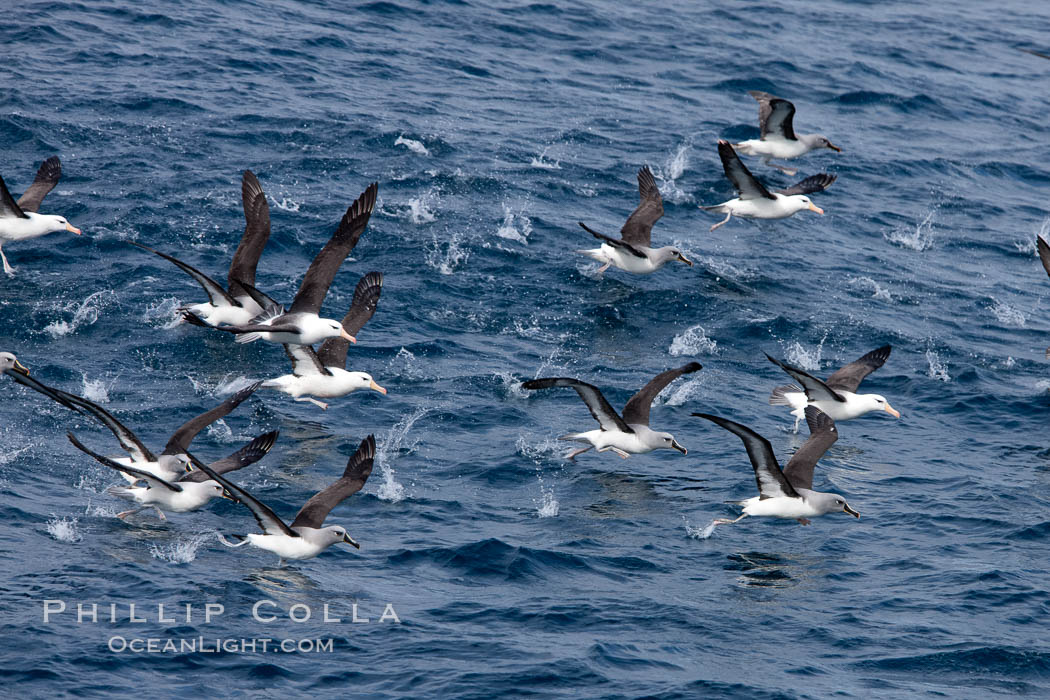 Gray-headed albatross, lifting off from the ocean as they take flight. South Georgia Island, Thalassarche chrysostoma, natural history stock photograph, photo id 24340