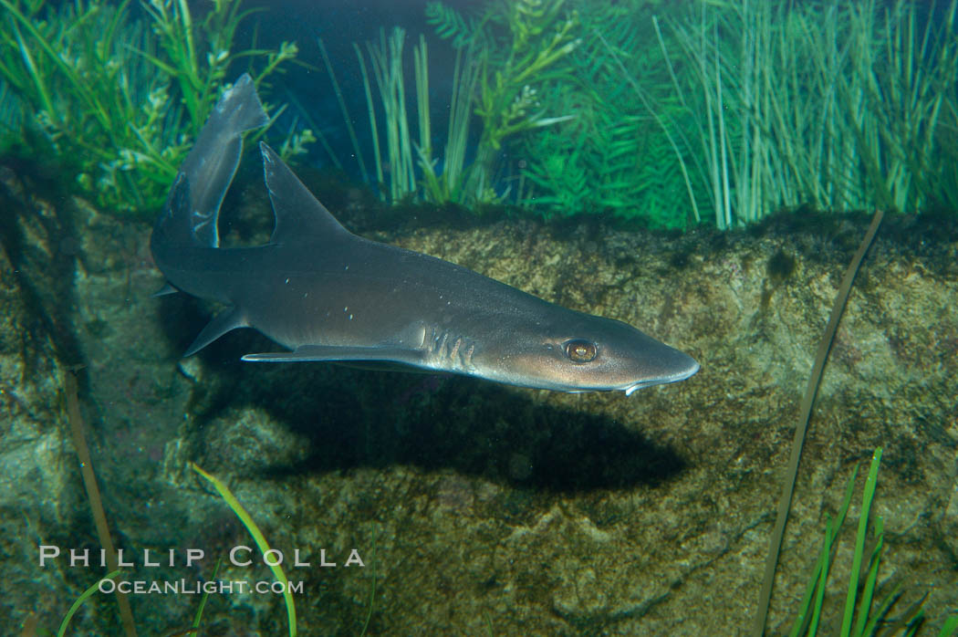 The grey smooth-hound shark is often found in bay, estuaries and rocky shorelines, from the Gulf of California to northern California., Mustelus californicus, natural history stock photograph, photo id 10282