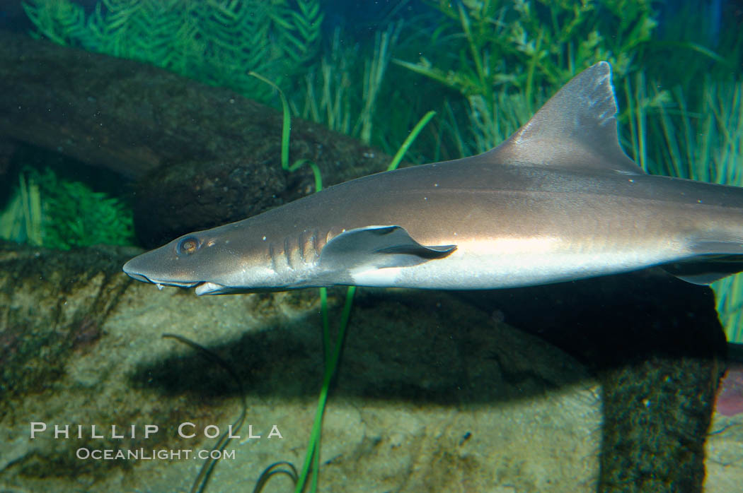 The grey smooth-hound shark is often found in bay, estuaries and rocky shorelines, from the Gulf of California to northern California., Mustelus californicus, natural history stock photograph, photo id 10284