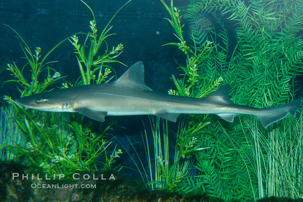 The grey smooth-hound shark is often found in bay, estuaries and rocky shorelines, from the Gulf of California to northern California., Mustelus californicus, natural history stock photograph, photo id 10283