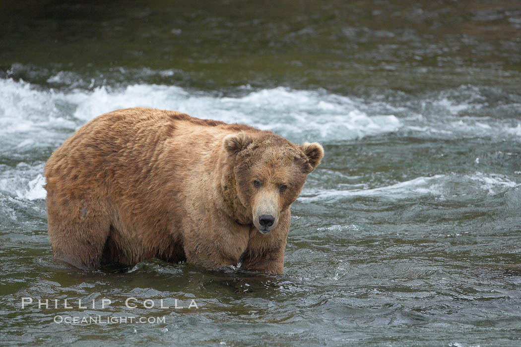 A large, old brown bear (grizzly bear) wades across Brooks River. Coastal and near-coastal brown bears in Alaska can live to 25 years of age, weigh up to 1400 lbs and stand over 9 feet tall. Katmai National Park, USA, Ursus arctos, natural history stock photograph, photo id 17278