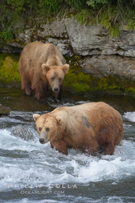 Brown bear (grizzly bear). Brooks River, Katmai National Park, Alaska, USA, Ursus arctos, natural history stock photograph, photo id 17298