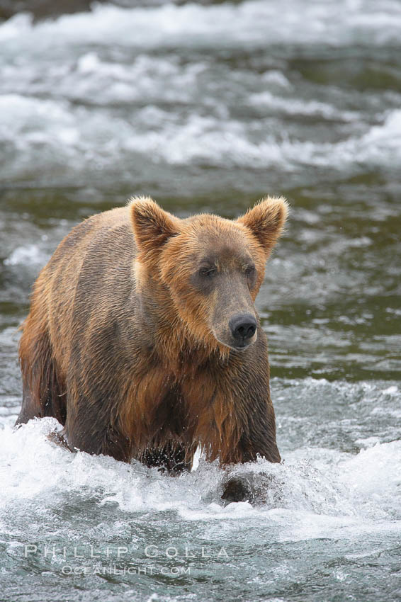 Brown bear (grizzly bear). Brooks River, Katmai National Park, Alaska, USA, Ursus arctos, natural history stock photograph, photo id 17318