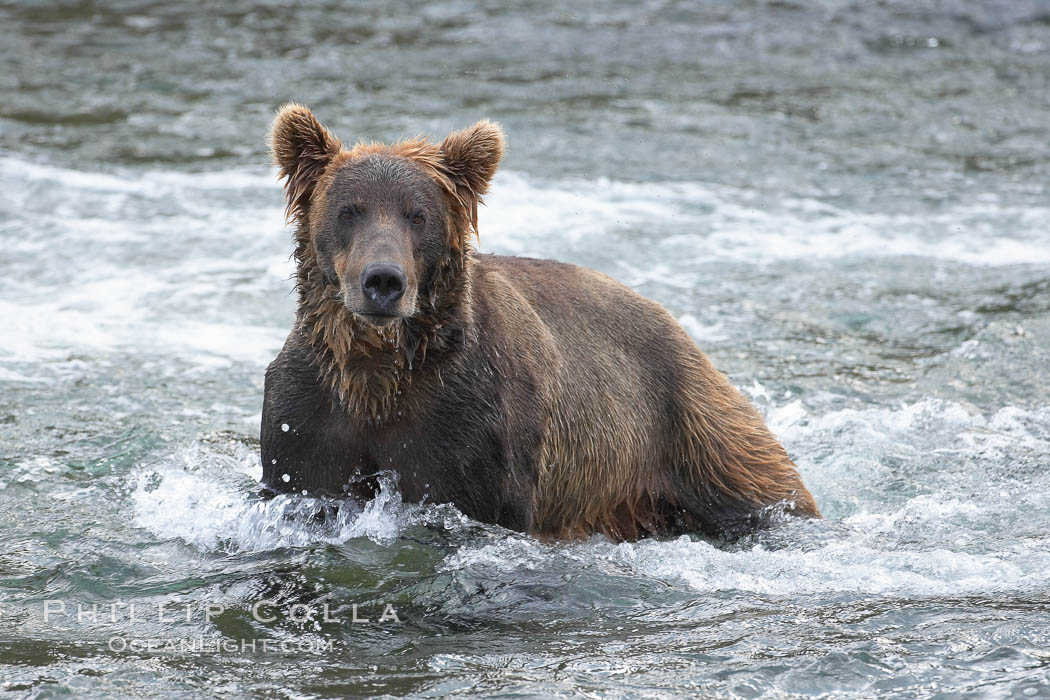 Brown bear (grizzly bear). Brooks River, Katmai National Park, Alaska, USA, Ursus arctos, natural history stock photograph, photo id 17276