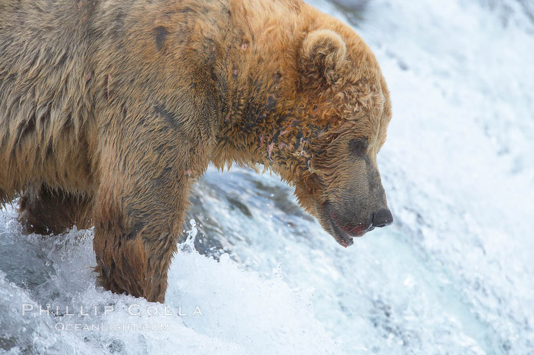A large, old brown bear (grizzly bear) wades across Brooks River. Coastal and near-coastal brown bears in Alaska can live to 25 years of age, weigh up to 1400 lbs and stand over 9 feet tall. Katmai National Park, USA, Ursus arctos, natural history stock photograph, photo id 17280