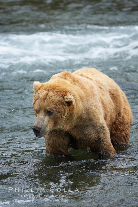 Brown bear (grizzly bear). Brooks River, Katmai National Park, Alaska, USA, Ursus arctos, natural history stock photograph, photo id 17284