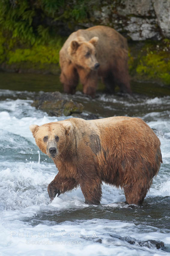 Brown bear (grizzly bear). Brooks River, Katmai National Park, Alaska, USA, Ursus arctos, natural history stock photograph, photo id 17296