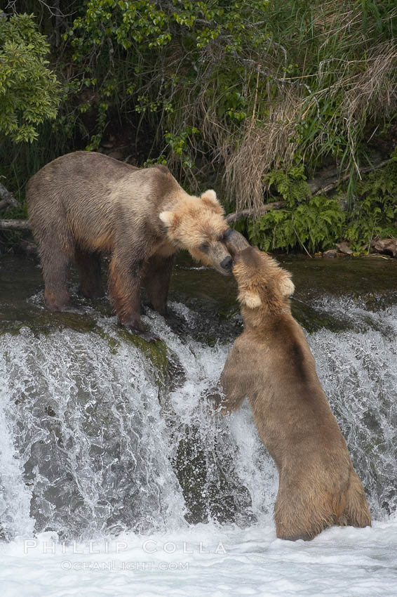 Brown bear (grizzly bear). Brooks River, Katmai National Park, Alaska, USA, Ursus arctos, natural history stock photograph, photo id 17300