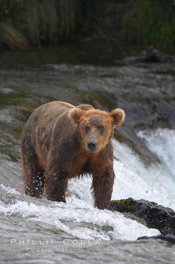 Brown bear (grizzly bear). Brooks River, Katmai National Park, Alaska, USA, Ursus arctos, natural history stock photograph, photo id 17316
