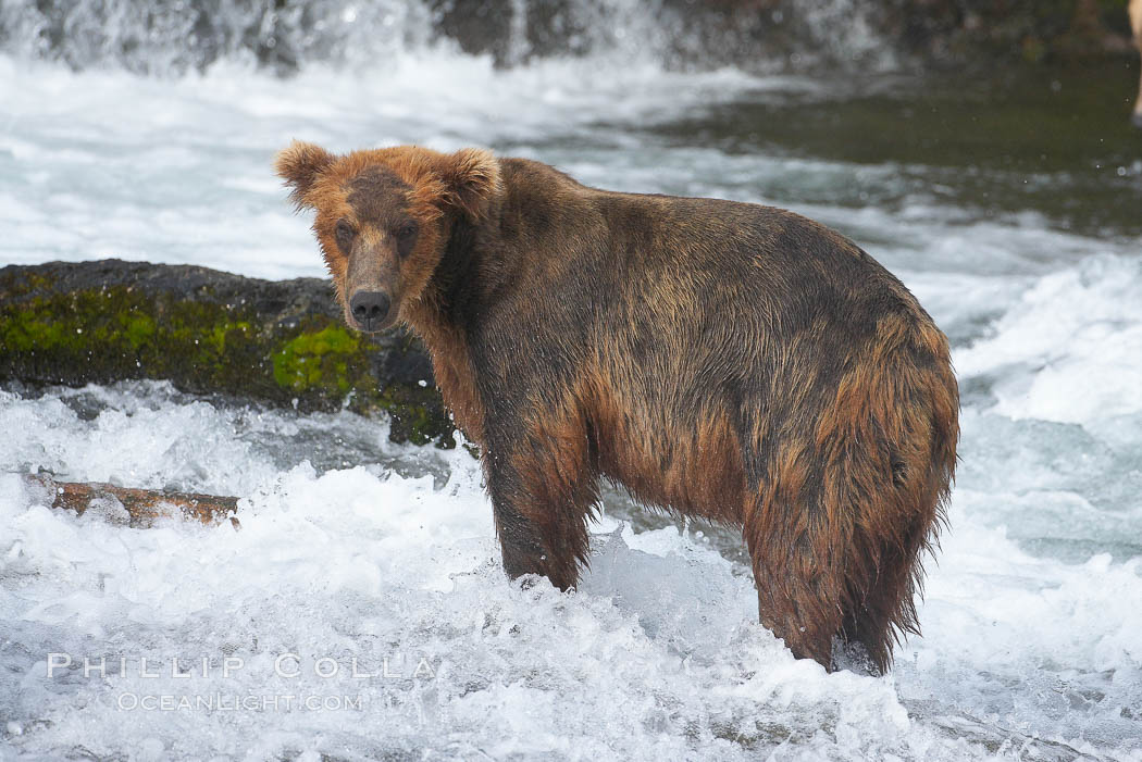 Brown bear (grizzly bear). Brooks River, Katmai National Park, Alaska, USA, Ursus arctos, natural history stock photograph, photo id 17275