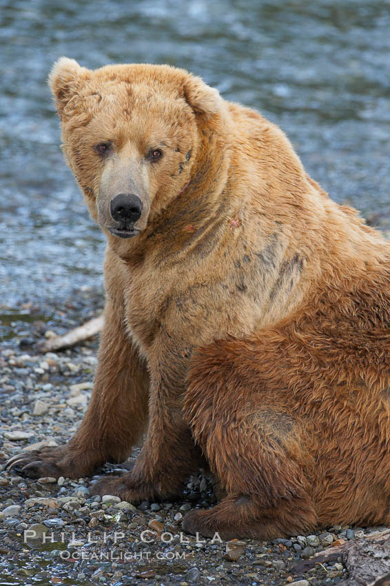 A large, old brown bear (grizzly bear) wades across Brooks River. Coastal and near-coastal brown bears in Alaska can live to 25 years of age, weigh up to 1400 lbs and stand over 9 feet tall. Katmai National Park, USA, Ursus arctos, natural history stock photograph, photo id 17279