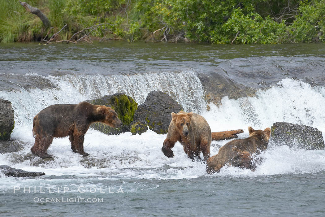 Brown bear (grizzly bear). Brooks River, Katmai National Park, Alaska, USA, Ursus arctos, natural history stock photograph, photo id 17299