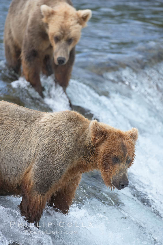 Brown bear (grizzly bear). Brooks River, Katmai National Park, Alaska, USA, Ursus arctos, natural history stock photograph, photo id 17303