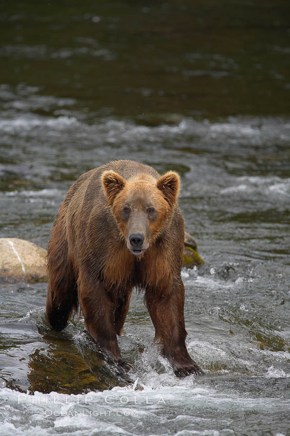 Brown bear (grizzly bear). Brooks River, Katmai National Park, Alaska, USA, Ursus arctos, natural history stock photograph, photo id 17319