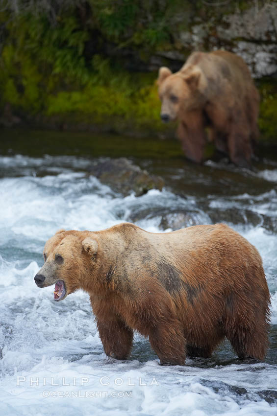 Brown bear (grizzly bear). Brooks River, Katmai National Park, Alaska, USA, Ursus arctos, natural history stock photograph, photo id 17331