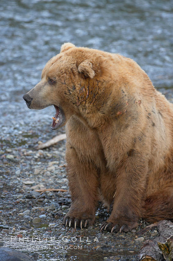 Brown bear (grizzly bear). Brooks River, Katmai National Park, Alaska, USA, Ursus arctos, natural history stock photograph, photo id 17277