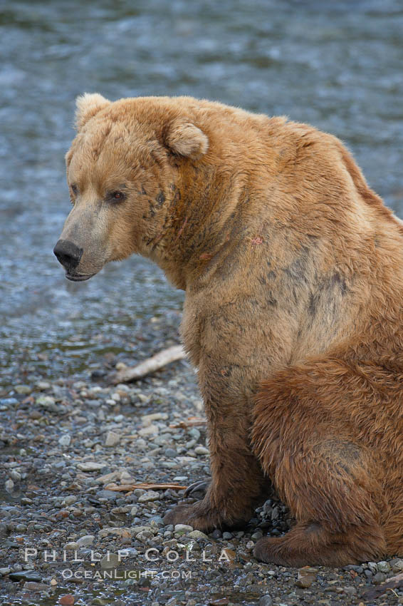 A large, old brown bear (grizzly bear) wades across Brooks River. Coastal and near-coastal brown bears in Alaska can live to 25 years of age, weigh up to 1400 lbs and stand over 9 feet tall. Katmai National Park, USA, Ursus arctos, natural history stock photograph, photo id 17281