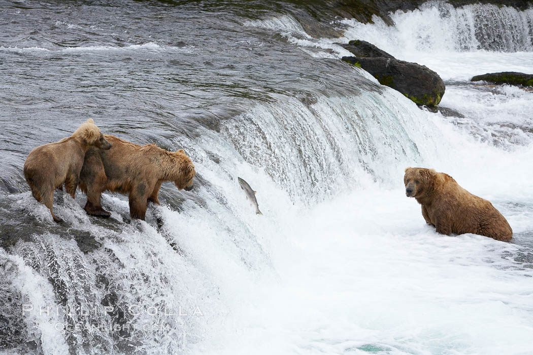 Brown bear (grizzly bear). Brooks River, Katmai National Park, Alaska, USA, Ursus arctos, natural history stock photograph, photo id 17297