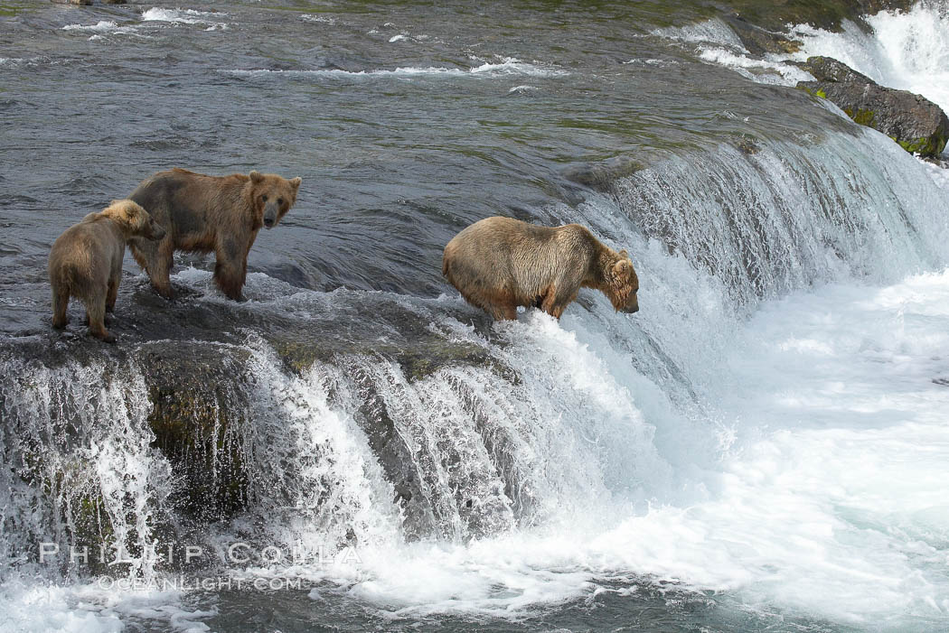 Brown bear (grizzly bear). Brooks River, Katmai National Park, Alaska, USA, Ursus arctos, natural history stock photograph, photo id 17309