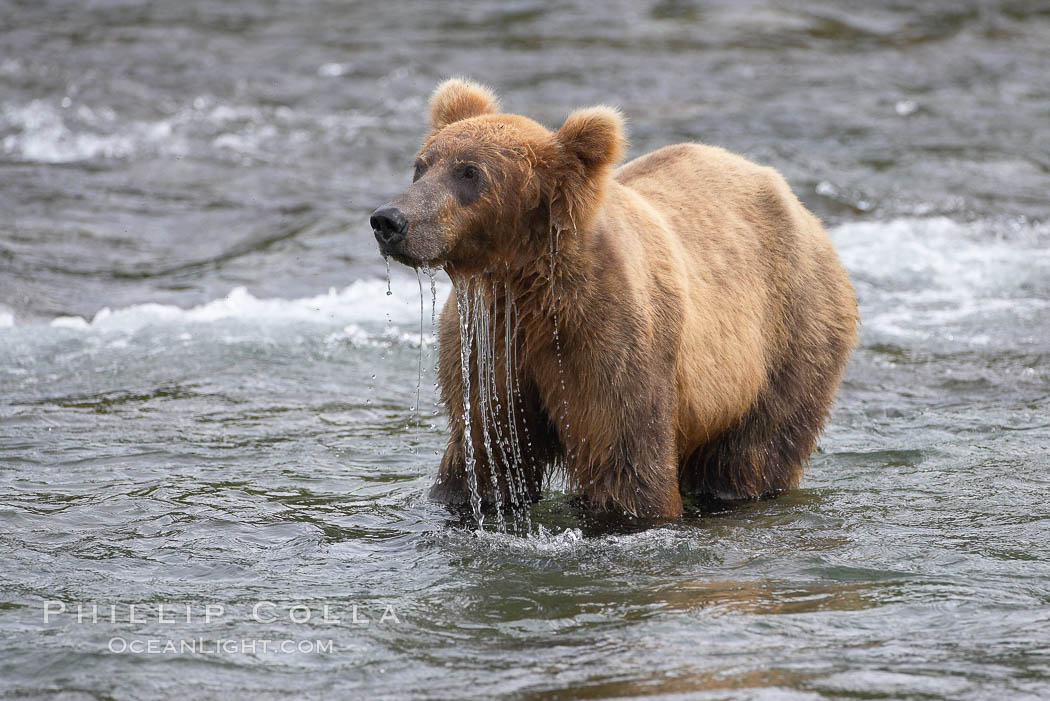 Brown bear (grizzly bear). Brooks River, Katmai National Park, Alaska, USA, Ursus arctos, natural history stock photograph, photo id 17317
