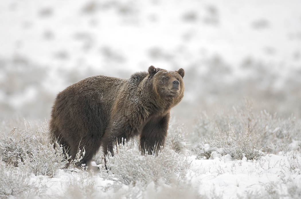 Grizzly bear in snow. Lamar Valley, Yellowstone National Park, Wyoming, USA, Ursus arctos horribilis, natural history stock photograph, photo id 19616