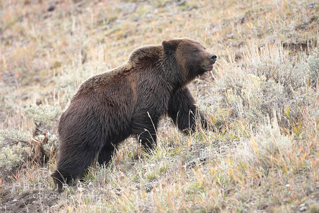 Grizzly bear, autumn, fall, brown grasses. Lamar Valley, Yellowstone National Park, Wyoming, USA, Ursus arctos horribilis, natural history stock photograph, photo id 19613