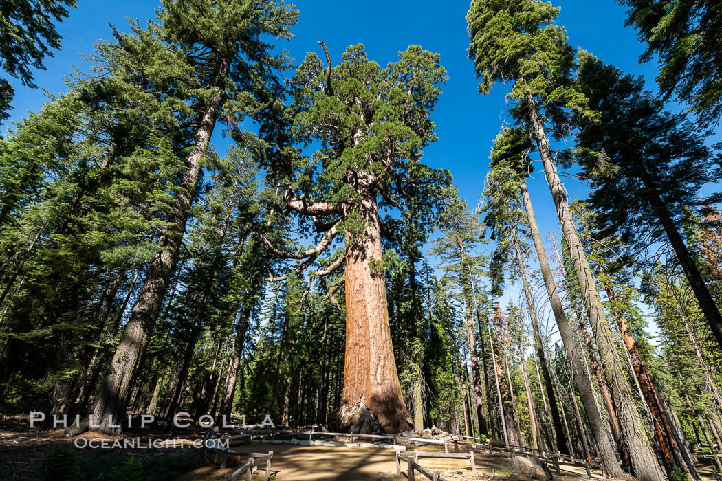 The Grizzly Giant Sequoia Tree in Yosemite. Giant sequoia trees (Sequoiadendron giganteum), roots spreading outward at the base of each massive tree, rise from the shaded forest floor. Mariposa Grove, Yosemite National Park. California, USA, natural history stock photograph, photo id 36402