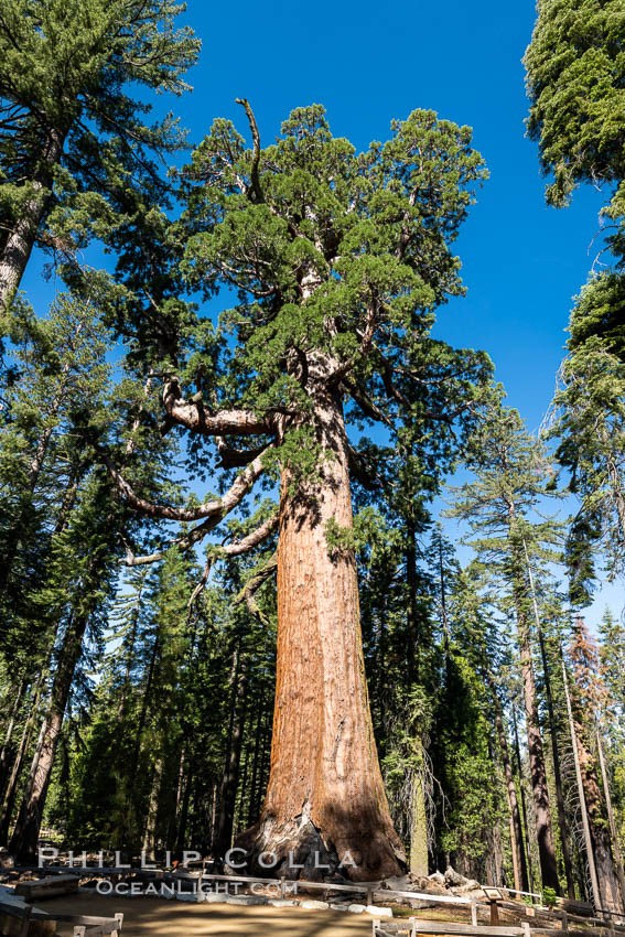 The Grizzly Giant Sequoia Tree in Yosemite. Giant sequoia trees (Sequoiadendron giganteum), roots spreading outward at the base of each massive tree, rise from the shaded forest floor. Mariposa Grove, Yosemite National Park. California, USA, natural history stock photograph, photo id 36403