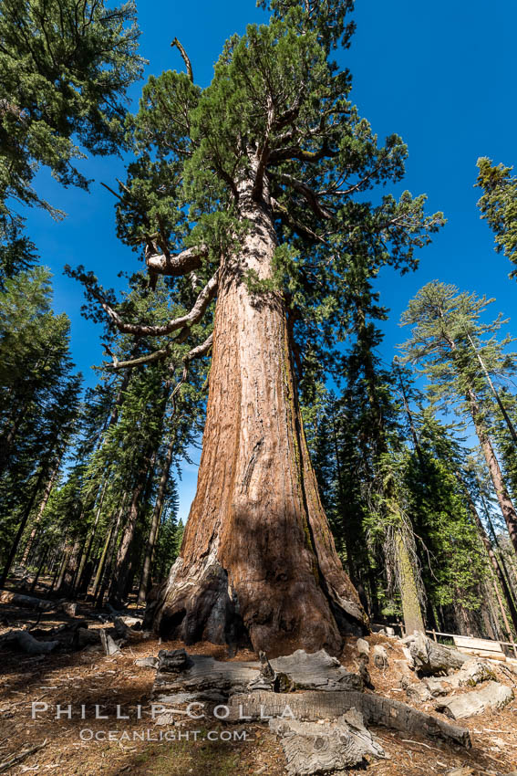 The Grizzly Giant Sequoia Tree in Yosemite. Giant sequoia trees (Sequoiadendron giganteum), roots spreading outward at the base of each massive tree, rise from the shaded forest floor. Mariposa Grove, Yosemite National Park. California, USA, natural history stock photograph, photo id 36401