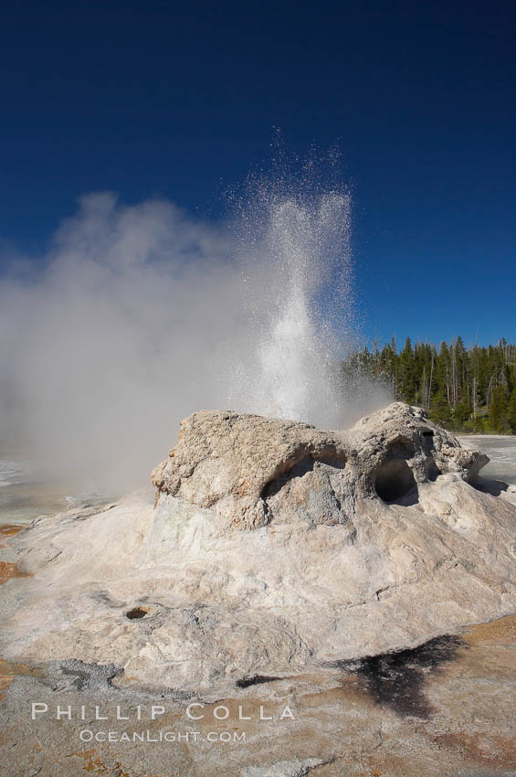 Grotto Geyser erupts.  Upper Geyser Basin. Yellowstone National Park, Wyoming, USA, natural history stock photograph, photo id 13403