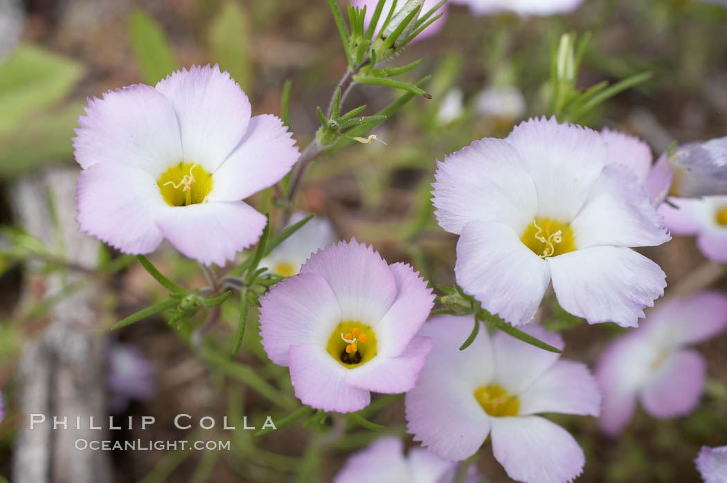 Ground pink blooms in spring, Batiquitos Lagoon, Carlsbad. California, USA, Linanthus dianthiflorus, natural history stock photograph, photo id 11486