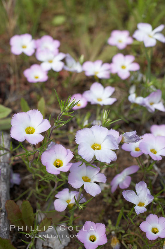 Ground pink blooms in spring, Batiquitos Lagoon, Carlsbad. California, USA, Linanthus dianthiflorus, natural history stock photograph, photo id 11498