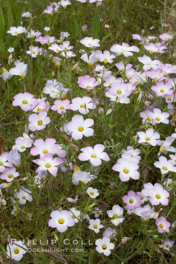 Ground pink blooms in spring, Batiquitos Lagoon, Carlsbad. California, USA, Linanthus dianthiflorus, natural history stock photograph, photo id 11510