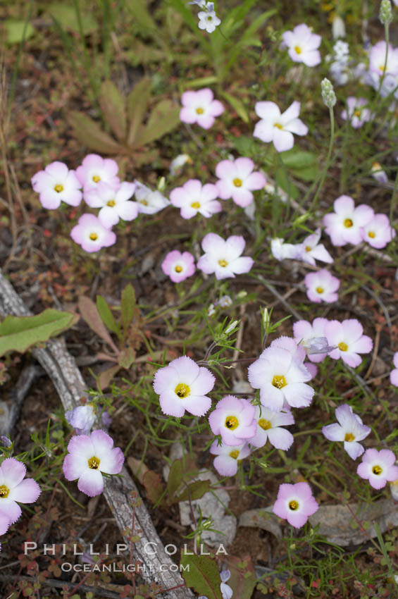 Ground pink blooms in spring, Batiquitos Lagoon, Carlsbad. California, USA, Linanthus dianthiflorus, natural history stock photograph, photo id 11490