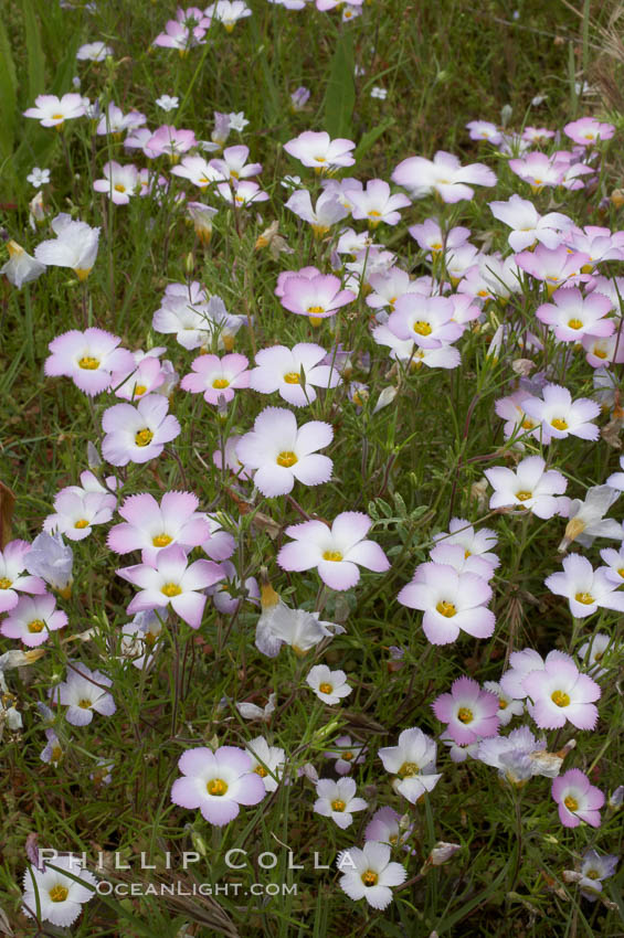 Ground pink blooms in spring, Batiquitos Lagoon, Carlsbad. California, USA, Linanthus dianthiflorus, natural history stock photograph, photo id 11502