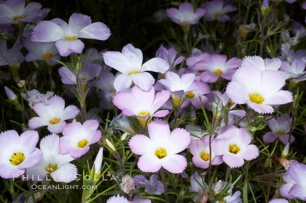 Ground pink blooms in spring, Batiquitos Lagoon, Carlsbad. California, USA, Linanthus dianthiflorus, natural history stock photograph, photo id 11514