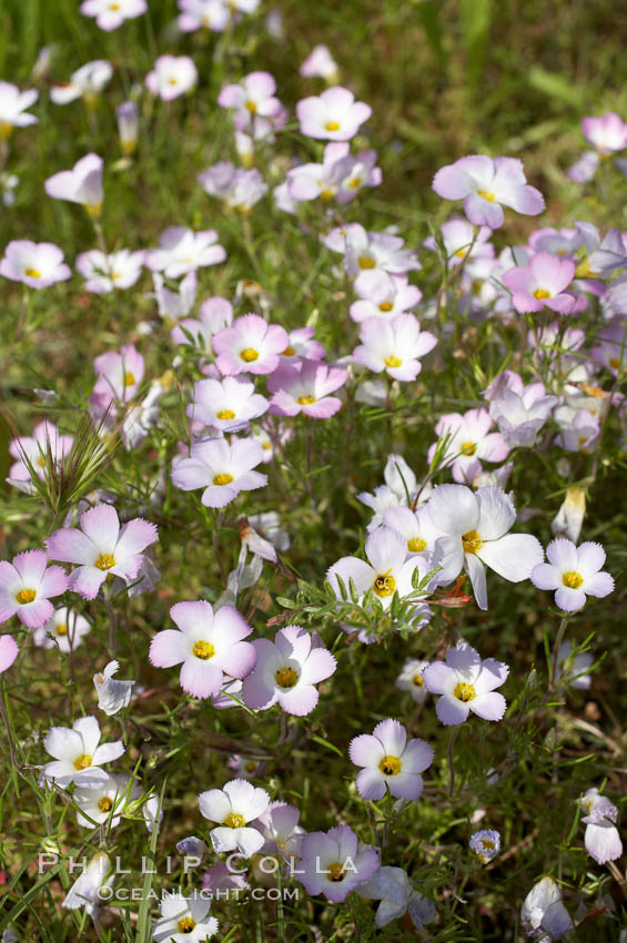 Ground pink blooms in spring, Batiquitos Lagoon, Carlsbad. California, USA, Linanthus dianthiflorus, natural history stock photograph, photo id 11499