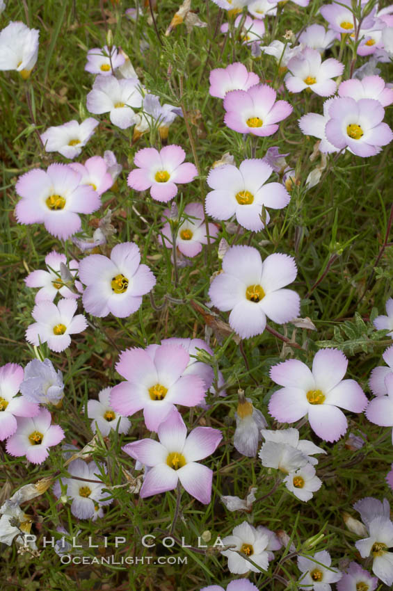 Ground pink blooms in spring, Batiquitos Lagoon, Carlsbad. California, USA, Linanthus dianthiflorus, natural history stock photograph, photo id 11511