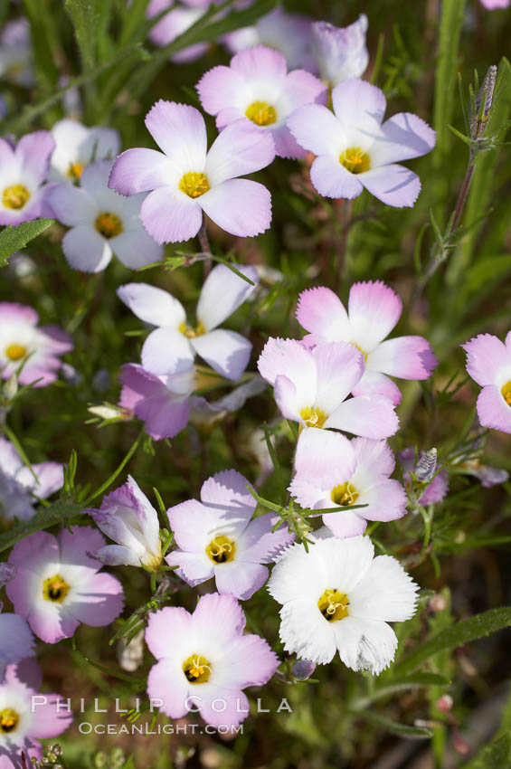 Ground pink blooms in spring, Batiquitos Lagoon, Carlsbad. California, USA, Linanthus dianthiflorus, natural history stock photograph, photo id 11493