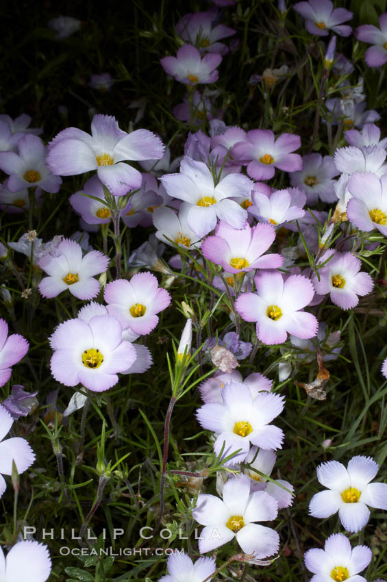 Ground pink blooms in spring, Batiquitos Lagoon, Carlsbad. California, USA, Linanthus dianthiflorus, natural history stock photograph, photo id 11495